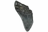 Partial, Fossil Megalodon Tooth - South Carolina #301837-1